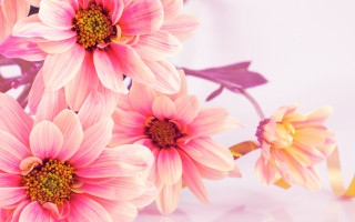 Pink flowers yellow centers ribbon - yellow center free wallpaper