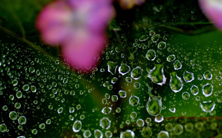 Water droplets leaf flower blurry - alton tobey free wallpaper for desktop
