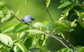 Blue bird branch green leaves 4 - elinor proby adams free wallpaper