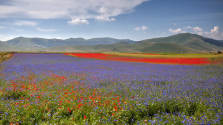 Flower field mountains sky clouds - coppo di marcovaldo free wallpaper