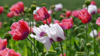 Pink flowers bokeh blurry impressionist - ammi phillips free wallpaper
