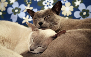 Sleeping cats blue flower background - asai chū free wallpaper