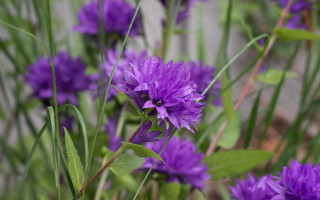 Purple flowers garden bokeh macro - green leaf and stems free wallpaper