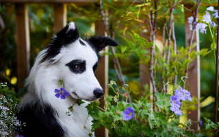 Black white dog flowers garden - some flower free wallpaper