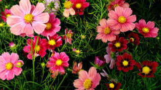 Pink red flower field bouquet - green grass free wallpaper