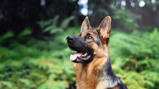 German shepherd heroic dog bokeh - the sky and trees free wallpaper