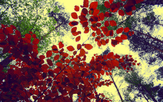Red tree autumn leaves nature - branch and a sky background free wallpaper