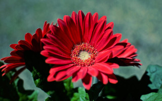 Red flower green leaves blurry 6 - a green background in the background free wallpaper for desktop