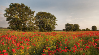 Flower field autumn trees clouds - summer vibrancy free wallpaper