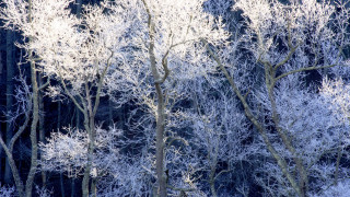 Frosty forest mountain blue sky - a.b. frost free wallpaper