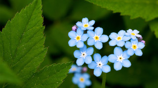 Blue flower field starry night - blue flower free wallpaper