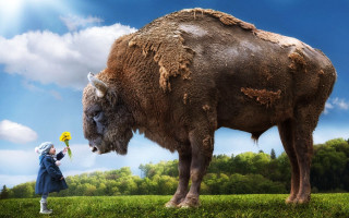 Woman buffalo green field ecological - a lush green field free wallpaper