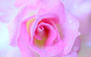 Pink rose water droplets macro 10 - a pink rose free wallpaper for desktop