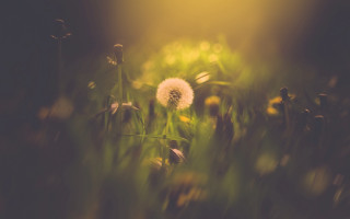 Dandelion grass sunshine nature scenery - soft focus free wallpaper