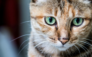 Green eyed cat macro face - green eye free wallpaper