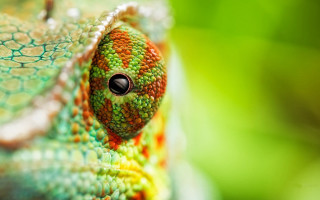 Colorful chameleon closeup macro vibrant - neofauvism free wallpaper