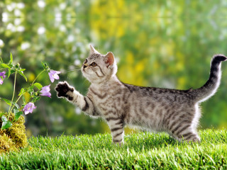 Cat standing hind legs grass - its hind leg free wallpaper