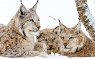 Lynx snow couple naturalism wildlife - the other looking free wallpaper