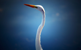 White bird long neck macro - a long neck free wallpaper