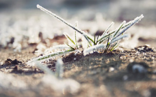 Small plant snow ice sunny - a sunny day free wallpaper for desktop