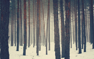 Snowy forest trees red trunks - caspar wolf free wallpaper for desktop