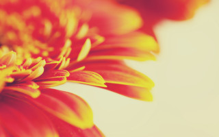 Flower yellow center orange background - yellow center free wallpaper