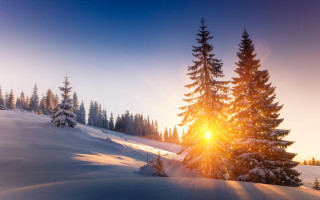 Snowy mountain sunshine evergreens winter - covered ground free wallpaper