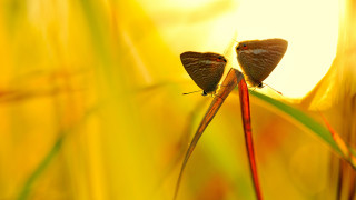 Butterflies tall grass sunset macro - two butterfly free wallpaper