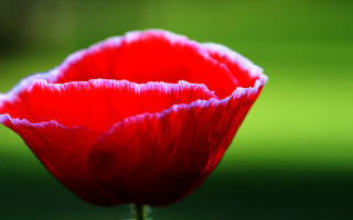 Red flower green background macro 10 - a green background in the background free wallpaper for desktop