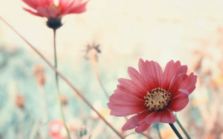 Pink flowers bee hibiscus macro - two pink flower free wallpaper