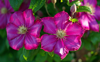 Pink flower bokeh leaves stem - green leaf free wallpaper for desktop