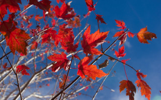 Red leaves blue sky autumn - clyfford still free wallpaper