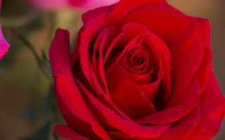 Red rose water droplets macro 20 - petal free wallpaper