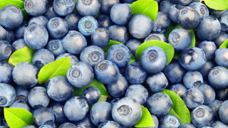 Blueberries green leaves blue background - top of them free wallpaper