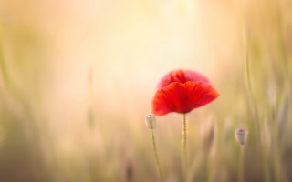 Red flower field grass sunshine - soft focus free wallpaper