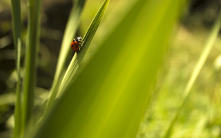 Ladybug green leafy plant sunlight - a lady bug free wallpaper