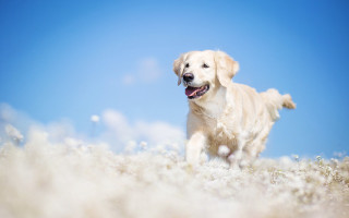 Dog field blue sky white - a few white flower free wallpaper