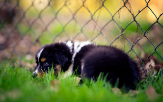 Dog grass fence chainlink blurry - a chain link fence behind free wallpaper