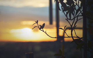 Silhouetted branch leaves sunset windchimes - against free wallpaper for desktop