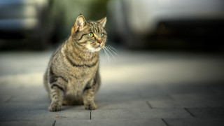 Cat sidewalk camera blurry background - a sidewalk free wallpaper