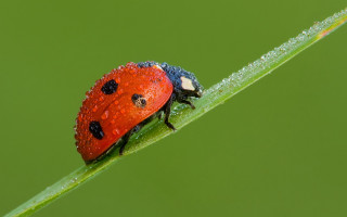 Ladybug green leaf dew macro 2 - a lady bug free wallpaper