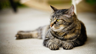 Cat laying distant look blurry 2 - the distance free wallpaper