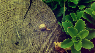 Snail tree stump planter leaves - a planter free wallpaper for desktop