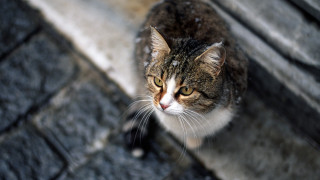 Cat stone winter blurry microscopic - a microscopic photo free wallpaper