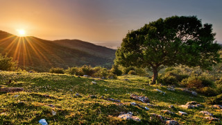 Tree hill sunset rocks landscape - alen divi free wallpaper