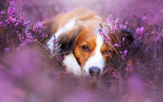Dog purple flower field sad - purple flower free wallpaper for desktop