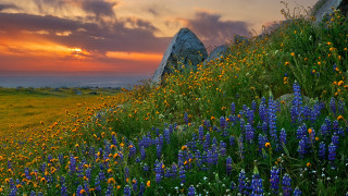 Wildflowers rocks sunset mountains clouds - free summer wallpaper for desktop