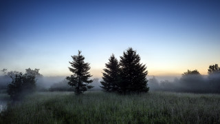 Foggy dawn forest lake mountains - tree and fog in the background free wallpaper