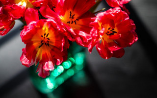 Vase red flowers table window - a window sill free wallpaper