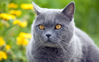Gray cat yellow eyes flower - a field of flowers and grass free wallpaper